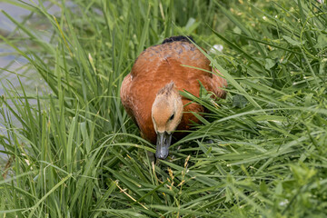 Obraz premium Ruddy Shelduck (Tadorna ferruginea) duckling in park, Moscow, Russia
