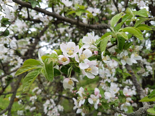 White pinkish flowers of apple tree in spring time, macro.