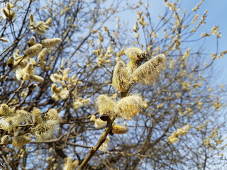 Yellow flowers of willow tree in sunny day of spring