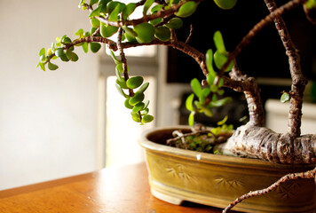 Detalle de un bonsai de jade en maceta en interior