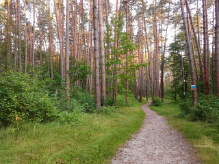 Walking path wriggles through pine forest with red trunks and green foliage.