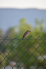 landscape bird