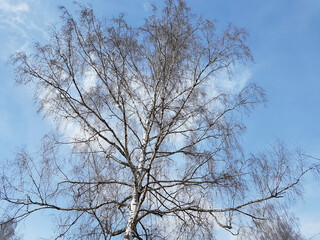 Fototapeta na wymiar High white birch tree with picturesque blue sky and light clouds on background