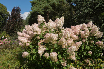 Flower Head of a Paniculate Hydrangea Shrub (Hydrangea paniculata 'Phantom') Growing in a Country Cottage Garden in Rural Devon, England, UK