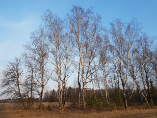 Row of high white birch trees with picturesque blue sky and light clouds on background in evening of spring time