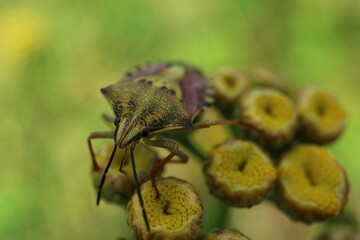 Macro photography of a Sloe bug (Dolycoris baccarum ) on yellow flowers




