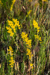 Summer background of yellow wildflowers in the field.