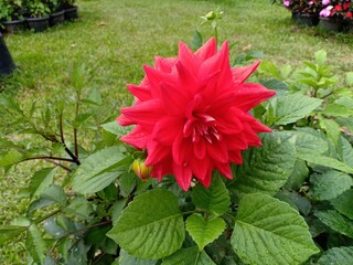 red dahlia flower