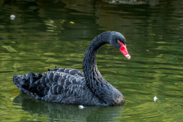 Fototapeta premium Black Swan (Cygnus atratus) in park