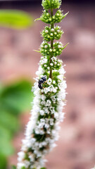 White flower insect