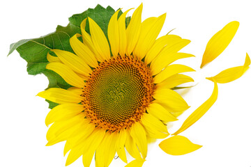 Sunflower isolated on white background. Natural background. Sunflower blooming. Close-up of sunflower