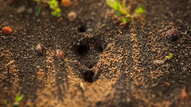 Ants Natural Life, Timelapse, HD ,Ants Building House, Ants Work. Working style of insects in wild life. The struggle of survival of bugs.