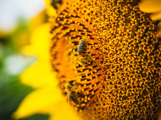 Pszczoły na słonecznikach © Tomasz