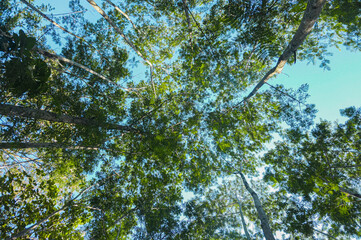 green leaves against blue sky