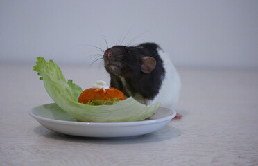 Black and white decorative rat with dumbo ears eats assorted vegetables. Delicious diet food in the...