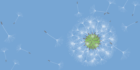 Dandelion background.