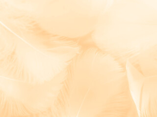 Beautiful abstract orange and white feathers on white background, soft brown feather texture on white pattern background, yellow feather background
