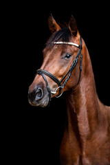 Beautiful amazing stunning healthy brown chestnut horse on black background. Portrait of a purebred stallion.