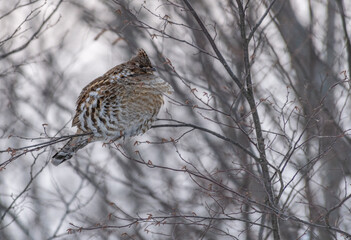 Ruffed Grousse perched on a branch in winter landscape