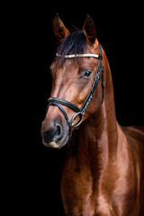 Beautiful amazing stunning healthy brown chestnut horse on black background. Portrait of a purebred stallion.