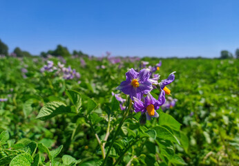 purple color of potatoes on a plantation