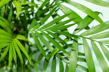 Palm leaves close up view.