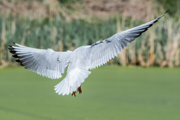 Black-headed Gull (Larus ridibundus) at colony, Moscow region, Russia