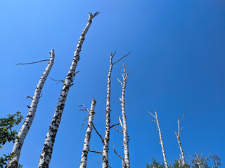 dried tree trunks on sky background