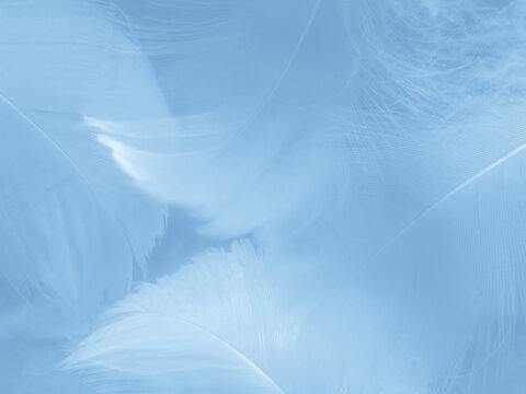Beautiful abstract colorful white and blue feathers on white background and soft white feather texture on blue pattern and blue background, feather background, blue banners © Weerayuth