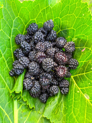 A handful of blackberries on a green leaf