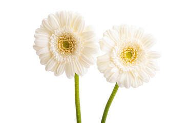 white gerbera isolated