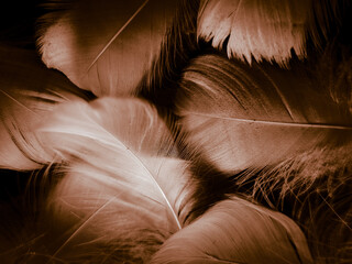 Obraz premium Beautiful abstract white and brown feathers on dark background and soft yellow feather texture on white pattern and yellow background, feather background, gold feathers banners