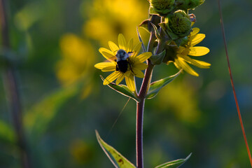 Bee Visits Prairie Sunflower