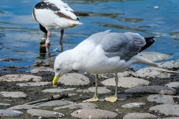 Herring Gull (Larus argentatus) in park, Russia