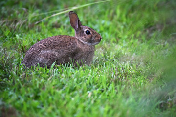 Eastern Cottontail With Ears at Attention