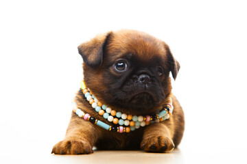 image of dog white background