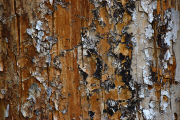 Obraz premium Peeling Bark Background