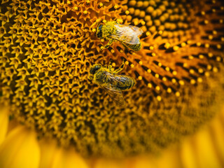 Pszczoły na słonecznikach