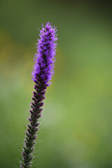 Fototapeta premium Prairie Blazing Star Against a Green Background