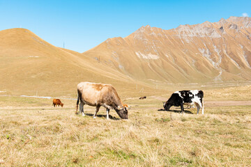 cows grazing in the meadow