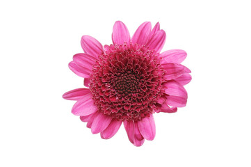 Purple chrysanthemum flower