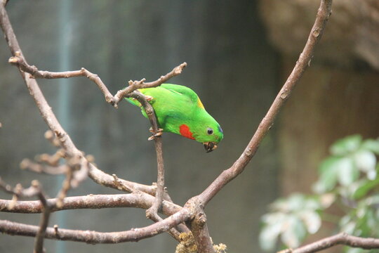 Blue-crowned hanging parrot on a branch