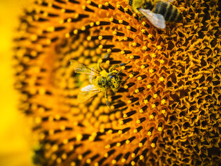 Pszczoły na słonecznikach - obrazy, fototapety, plakaty