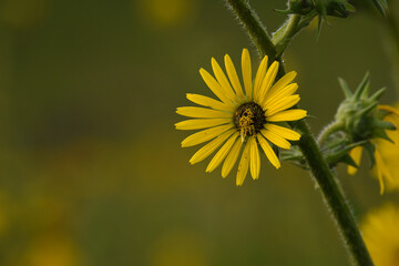 Close-up of a Sunflower in Early August