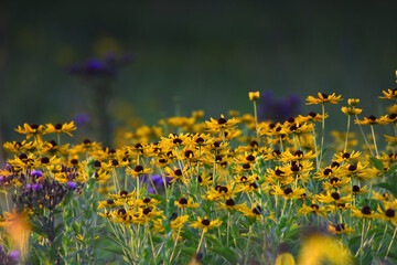 Yellow Coneflowers in an Iowa Prairie