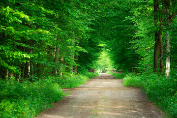 Fototapeta premium Ground road through green deciduous forest, sharpness in the background