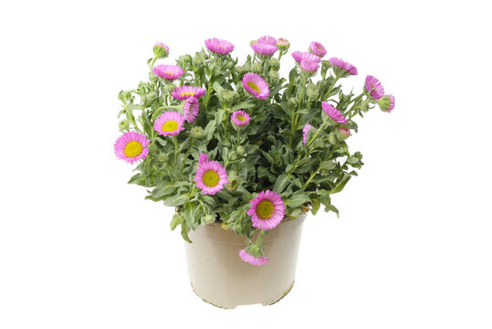 Flowering erigeron plant
