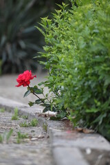rose and nature #2