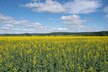 Obraz premium Rapeseed field with blue sky.