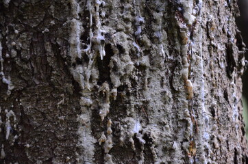 bark of a tree